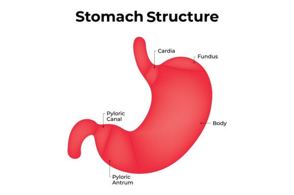 Download Stomach Structure Science Design Vector - Structure Collection